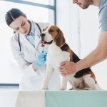 Compassionate Care for Your Furry Friends: Finding the Right Veterinarian in Austin, TX